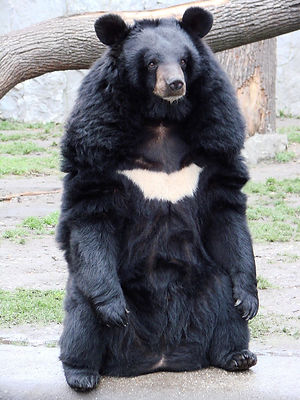 Bears in Japan | Hike Master Japan